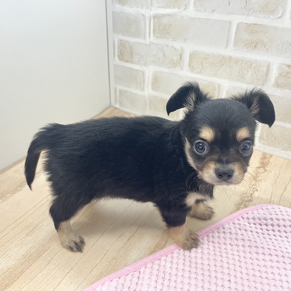 ずんぐりむっくりチワックスちゃん♡ペットショップ犬の家京都樟葉店